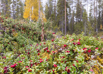 red lingonberries are healthy berries © Risto