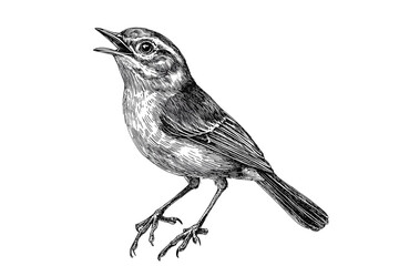 Antique style hand-drawn warbler, black sketch effect, vintage art, illustration, vector print design, aquatic animal, wildlife, rodent, wildlife art, nature print, animal illustration.