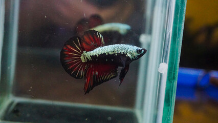 Dragon betta fish