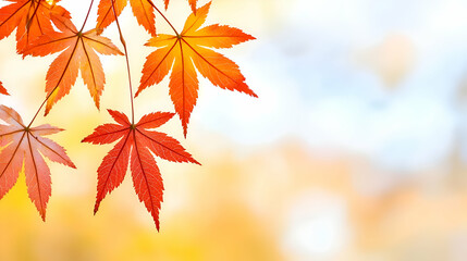 Red And Orange Maple Leaves On Branch Against Soft Focus Yellow And White Background