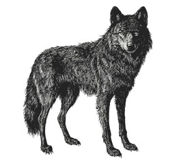 Trendy wildlife wolf illustration, black sketch effect, hand-drawn vintage art, antique style predator design, vector print, forest animal, wildlife drawing, white background. © Vintage Studio
