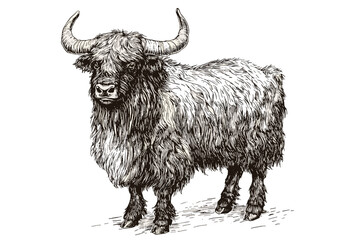 Hand-drawn yak in vintage art style, black sketch effect, large wild animal, wildlife illustration, antique style, old engraving, vector print design, trendy, white background, nature.