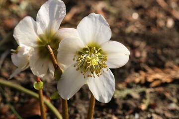 White hellebore Helleborus flowers in early spring garden, close up