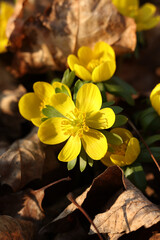 Winter aconite (Eranthis hyemalis) in bloom, close up