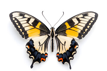 Naklejka premium Butterfly Papilio machaon isolated on white