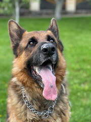 Happy German Shepherd enjoys a sunny day outdoors in a lush green park with a joyful expression