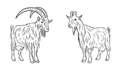 Realistic goat with long fur and big horns standing in black isolated on white. Hand drawn vector sketch illustration in doodle vintage line art style. Domestic farm animal with udder and milk.