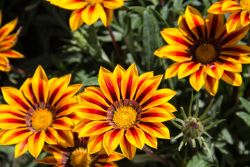 close-up of vibrantly colored African Daisies