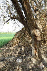 Dry leaves and a tree