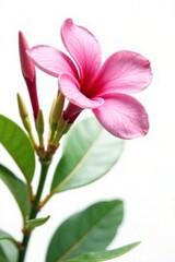 Fototapeta premium Pink frangipani flower isolated on white background, petal, pink