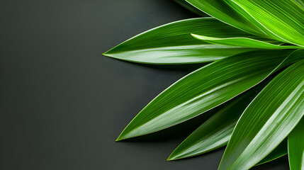 Fototapeta premium Vibrant Green Leaves on Dark Background