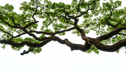 Fototapeta premium Lush Green Tree Branches Against White Background