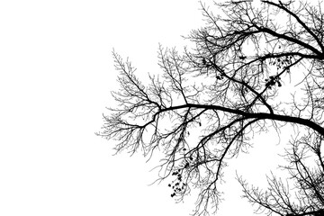 Oak branch silhouette on transparent background