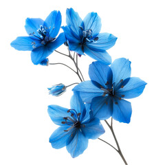 Fototapeta premium Vibrant Blue Flowers Dark Background Botanical Beauty Nature Photography,