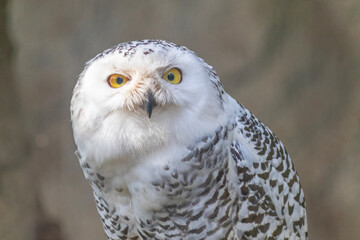 snowy owl portrait