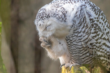 Snowy owl preening