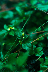 Small Flowers In The Morning