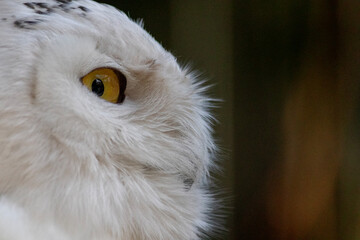 Side view of a snowy owl face