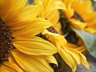 Obraz premium close up of sunflower
