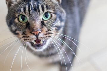 Tabby cat meowing at the camera