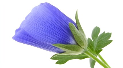 Obraz premium Delicate Blue Purple Flower Blossom With Green Leaves Against White Background