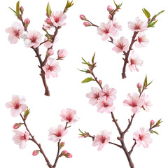 Three peach blossom branches with pink flowers and green leaves, blooming beautifully against a transparent  background, png