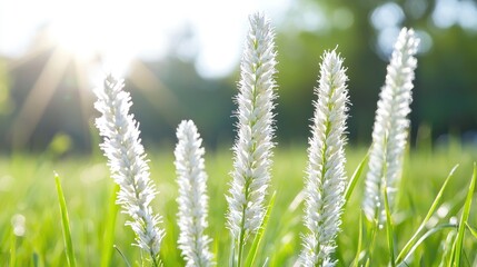White Grass Flowers in Sunny Meadow (1)
