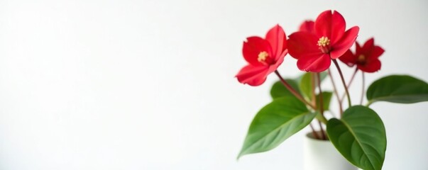 White background with red begonia leaves and stems in a vase, foliage, simple, stem