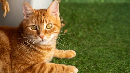 Chat roux en ext&eacute;rieur.