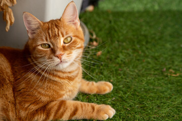 Joli chat roux.