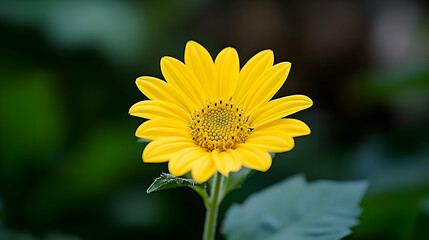 Close Up of a Vibrant Yellow Sunflower Blossom Against a Green Background