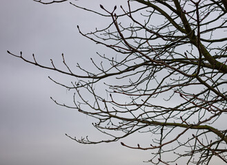 A tree with bare branches and a cloudy sky in the background