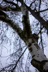 A tree with a large branch missing