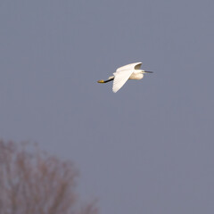 Minimal image of a little egret (Egretta garzetta) in flight. Species of small heron in the family Ardeidae. Isonzo river mouth nature reserve, Isola della Cona, Italy.