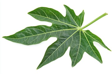 Obraz premium Isolated Papaya Leaf on White Background - Detailed Closeup of Botany in a Natural Environment