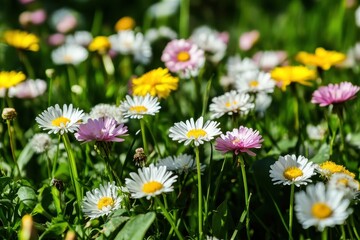 Common daisy and dandelion flowers blooming in meadow during springtime