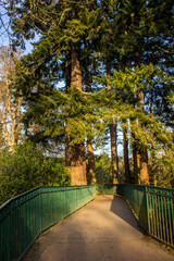 An old Victorian age footbridge leading to a grove of large trees on one of the Ness Islands, a park in the city of Inverness, Scotland