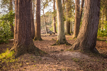 Obraz premium Looking between the tree trunks of different mature trees on the Ness Islands a park in Inverness Scotland