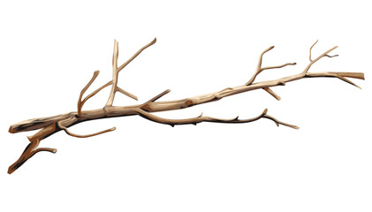Bare dry tree branches isolated, nature branches, white background twigs, winter branches isolated, dry tree silhouette, leafless tree, minimalist dry tree, isolated nature twigs