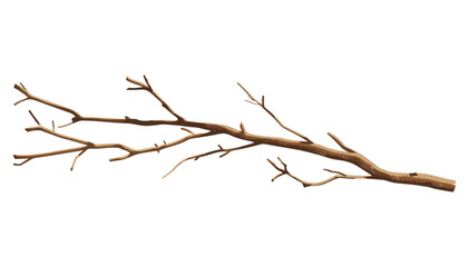 Isolated dry tree branches, white background, winter tree branches, leafless branches, nature twigs, bare tree silhouette, isolated tree, dry twigs on white