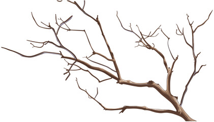 Dry tree branches isolated, white background, nature silhouette, tree branches, bare branches, leafless twigs, dry winter tree, tree silhouette isolated, minimalist branches