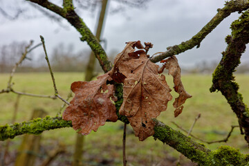Decaying English oak tree leaves on moss-covered branches in a winter landscape.