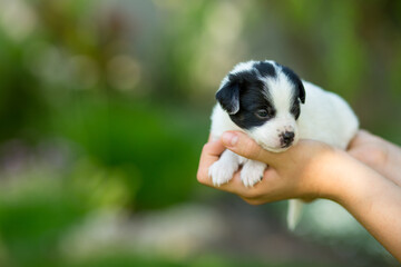 Newborn mongrel puppy in the hands of a girl