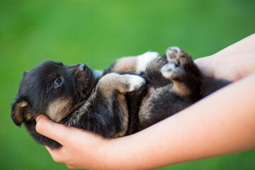Newborn mongrel puppy in the hands of a girl