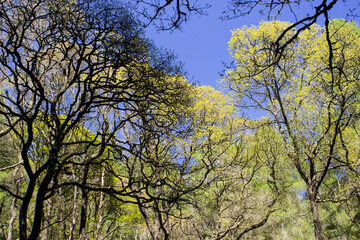 Looking up into the light green new spring growth of the oaks and other deciduous trees a in the Queen Elizabeth Forest Park, in the Trossachs National Park in Scotland