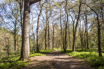 Fototapeta premium Hiking trail leading deep into a forest of oaks on a sunny spring day in the Queen Elizabeth Forest Park, in the Trossachs National Park in Scotland