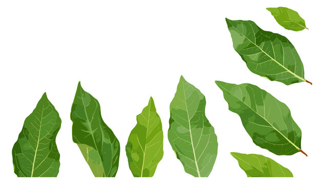 Fresh green bay leaves isolated on white, top view, aromatic herb, spice, cooking ingredient, natural seasoning, organic bay leaf, culinary plant, herbal flavor, dried leaves