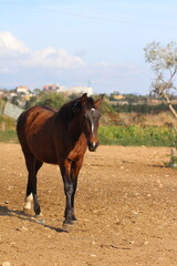Horse. Brown horse on a farm. Horse eats. Beautiful Horse	portrait of a horse	
