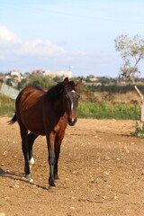 Horse. Brown horse on a farm. Horse eats. Beautiful Horse	portrait of a horse	