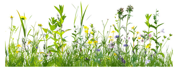Vector grass border with wildflowers isolated on transparent background, meadow grass with wild daisies in full bloom, spring and summer nature scene, fresh green grass